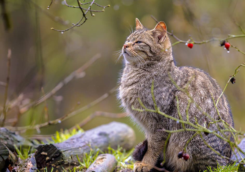 さくらねこ無料不妊手術事業について